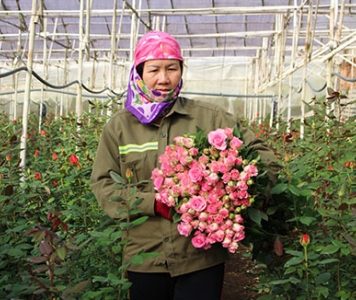 Lâm Đồng: Khi nhà nông liên kết với doanh nghiệp để làm giàu