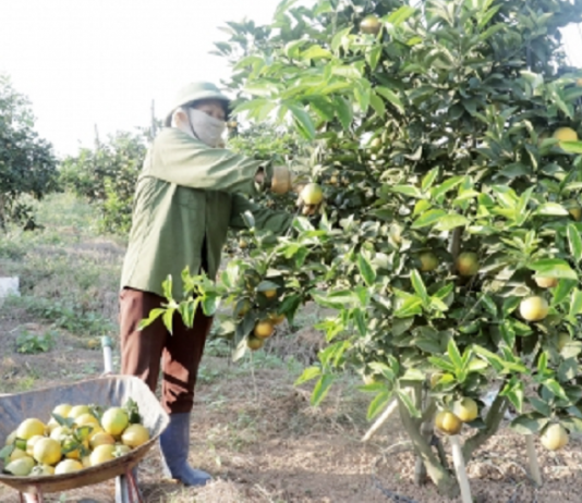 Như Xuân (Thanh Hóa): Nhiều hộ làm giàu từ trồng cam