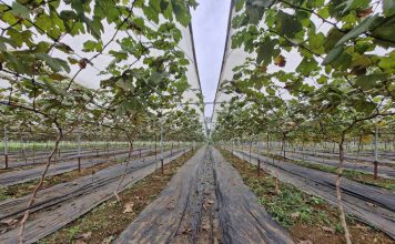 Người đàn ông đưa cây “quý tộc” về miền núi… làm giàu