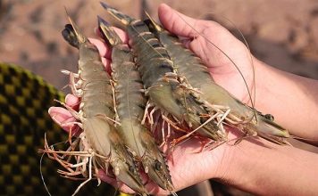 Tăng cường hiệu quả kiểm soát chất lượng, an toàn thực phẩm thủy sản