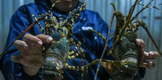 Nguồn cung tôm hùm xuất khẩu sang Trung Quốc có thể giảm trong năm 2026 vì mưa lũ