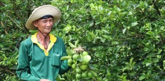 Liên kết trồng chanh không hạt xuất khẩu lãi hơn 400 triệu đồng/ha/năm