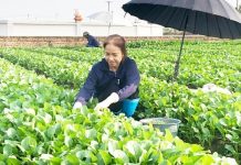 Xây dựng người nông dân Thủ đô thời kỳ mới