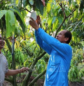 Mở rộng vùng chuyên canh cây ăn quả đặc sản có lợi thế cạnh tranh