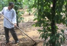 Làm giàu từ dó bầu – tiêu – điều