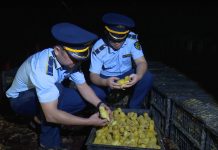 Phối hợp chấm dứt tình trạng nhập lậu gia súc, gia cầm, tôm hùm giống