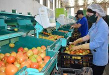 Phát triển sản xuất, chế biến nông sản gắn với an toàn thực phẩm