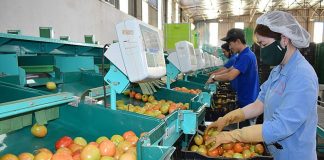 Phát triển sản xuất, chế biến nông sản gắn với an toàn thực phẩm