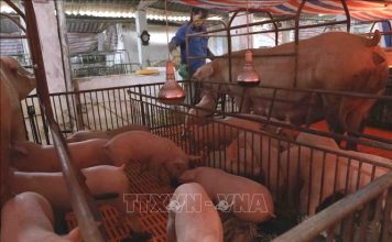 Giám sát chặt, không để xảy ra tình trạng giấu dịch tả lợn châu Phi
