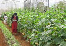 Nông dân Kon Tum: hướng đến làm du lịch nông nghiệp