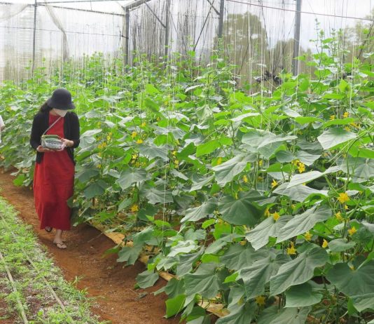 Nông dân Kon Tum: hướng đến làm du lịch nông nghiệp