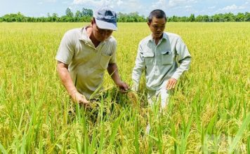 Năng suất lao động ngành nông nghiệp tăng trưởng cao nhưng giá trị thấp