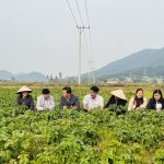 Hà Nội nhân rộng mô hình nông nghiệp xanh