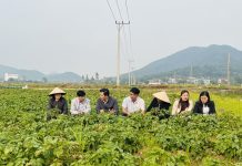 Hà Nội nhân rộng mô hình nông nghiệp xanh