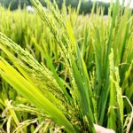 Người dân Nghệ An đứng ngồi không yên vì lúa không kết hạt