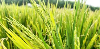 Người dân Nghệ An đứng ngồi không yên vì lúa không kết hạt