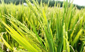 Người dân Nghệ An đứng ngồi không yên vì lúa không kết hạt