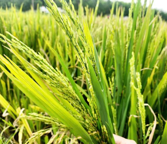 Người dân Nghệ An đứng ngồi không yên vì lúa không kết hạt