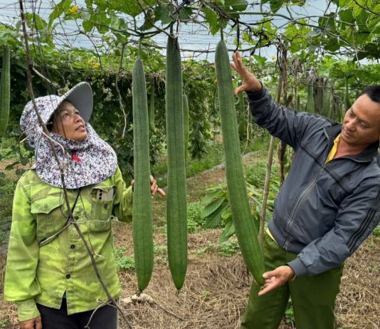 Kinh tế tuần hoàn – xu hướng tất yếu cho nền nông nghiệp hiện đại