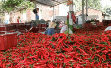 Giá ớt tăng mạnh, xuất khẩu mang về hàng chục triệu USD