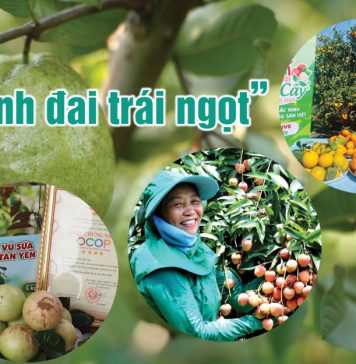 Chuyến du hành giữa sắc xanh và hương trái ở đất Kinh Bắc