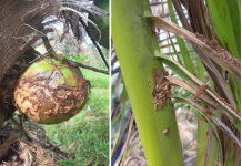 Sâu đầu đen hại dừa lây lan nhanh ở Trà Vinh