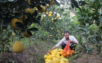 Cách làm giàu của “phù thủy” bưởi Diễn