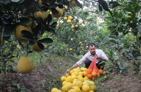 Cách làm giàu của “phù thủy” bưởi Diễn