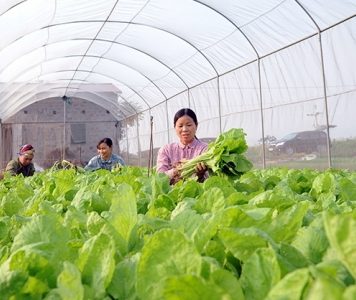 Khơi thông nguồn vốn cho vay phát triển nông nghiệp công nghệ cao