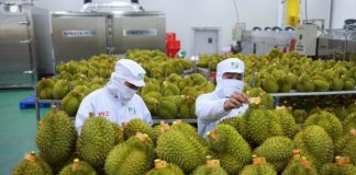 Xuất khẩu rau quả lập kỷ lục mới