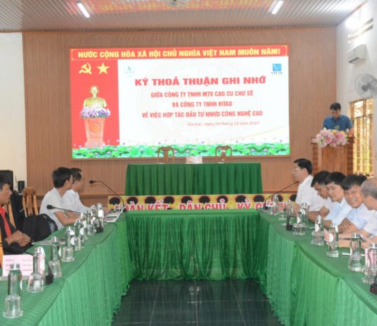 Cao su Chư Sê hợp tác với Vitad phát triển dự án trồng dứa công nghệ cao