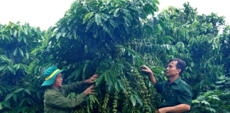 Từ cựu chiến binh đến “tỉ phú” nông nghiệp trên đất Ia Krêl