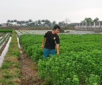 Chàng kỹ sư công nghệ sinh học về làm giàu từ cây bạc hà