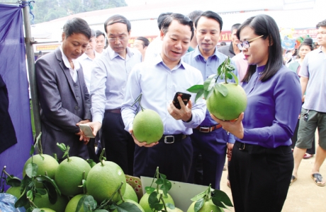 Nông dân làm giàu từ trồng cây ăn quả trên đất dốc