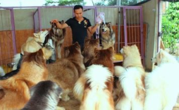 Chán chật vật tìm việc ở phố, kỹ sư về quê nuôi chó kiểng làm giàu