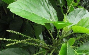 Lưu ý khi sử dụng cây lộc mại để tránh ngộ độc