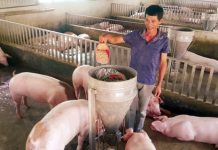 Làm giàu ở nông thôn “Nuôi lợn cho ăn hoa quả, nhân sâm”