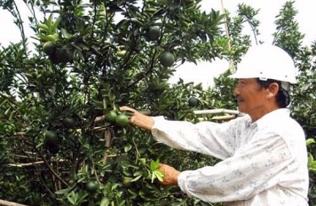 Nông dân Hiếu Liêm liên kết làm giàu nhờ trồng cây ăn quả hữu cơ