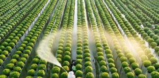 Cần cơ chế đặc thù để phát triển nhân lực nông nghiệp chất lượng cao