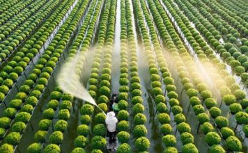 Cần cơ chế đặc thù để phát triển nhân lực nông nghiệp chất lượng cao