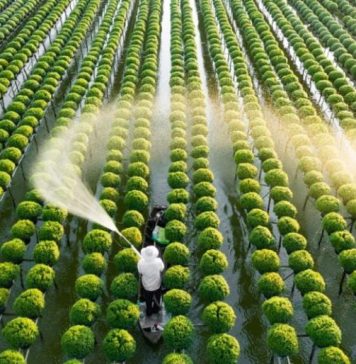 Cần cơ chế đặc thù để phát triển nhân lực nông nghiệp chất lượng cao