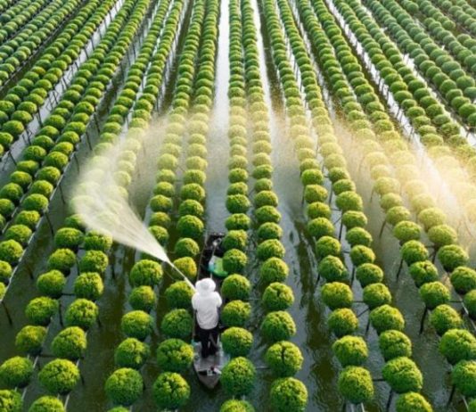 Cần cơ chế đặc thù để phát triển nhân lực nông nghiệp chất lượng cao