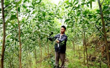 Muốn làm giàu, trồng rừng gỗ lớn