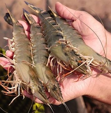 Tăng cường hiệu quả kiểm soát chất lượng, an toàn thực phẩm thủy sản