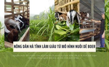 Nông dân Hà Tĩnh làm giàu từ mô hình nuôi dê Boer