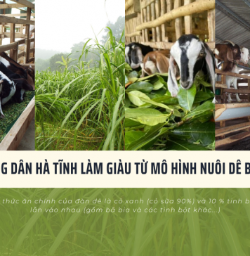 Nông dân Hà Tĩnh làm giàu từ mô hình nuôi dê Boer