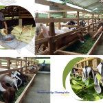 Nông dân Hà Tĩnh làm giàu từ mô hình nuôi dê Boer