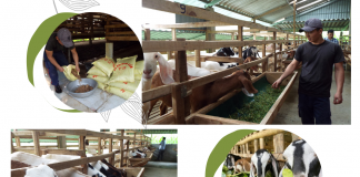 Nông dân Hà Tĩnh làm giàu từ mô hình nuôi dê Boer