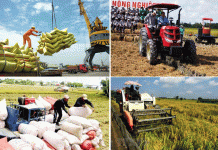 Gạo Việt mở rộng thị trường chất lượng cao