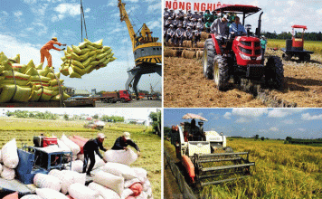 Gạo Việt mở rộng thị trường chất lượng cao